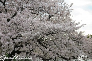 Cherry Blossom flower viewing party meeting Pole Dancers BBQ ICE KURO LISA Hyogo Mukogawa River Park SAKURA 