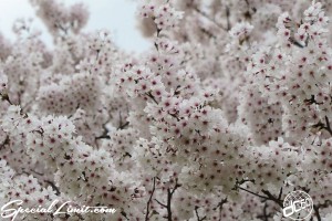 Cherry Blossom flower viewing party meeting Pole Dancers BBQ ICE KURO LISA Hyogo Mukogawa River Park SAKURA 